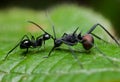 Two ants fighting Royalty Free Stock Photo