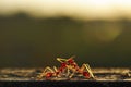 Two ants fighting Royalty Free Stock Photo