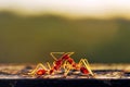 Two ants fighting Royalty Free Stock Photo