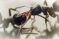 Two ants fighting Royalty Free Stock Photo
