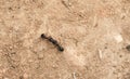Two ants fighting on the ground Royalty Free Stock Photo
