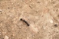 Two ants fighting on the ground Royalty Free Stock Photo