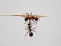 Two ants fighting Royalty Free Stock Photo