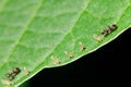Two ants grazing few aphids on leaf Royalty Free Stock Photo