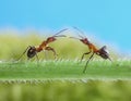 Two ants, greetings on grass Royalty Free Stock Photo