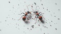 Two Giant Ants Facing Each Other on White Background with Debris Royalty Free Stock Photo