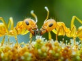 Two ants are kissing on top of a flower Royalty Free Stock Photo