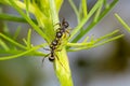 Two ants meet on a stem of a flower