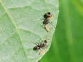 Two ants tending few aphids on leaf Royalty Free Stock Photo