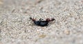 two ants try to carry away a dead beetle