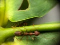 Two ants walking on a branch