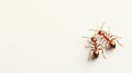 Two Ants Close Up Macro Shot on White Background, Insect Macro Photography Royalty Free Stock Photo