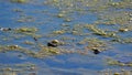 Two anurans in a pond, Lleida, Spain, Europe