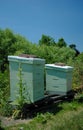 Two Apiaries for Beekeeping