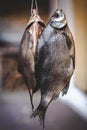 Two appetizing dried fish weigh on blurred background