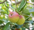 Two apples on an apple-tree branch Royalty Free Stock Photo
