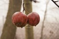 Two apples hanging on a tree in the autumn time. Royalty Free Stock Photo