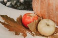 Two apples lie on snow close-up. Round pumpkin back Royalty Free Stock Photo