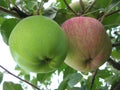 Two apples, one green, the other red, hanging on one branch. Royalty Free Stock Photo