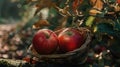 Two apples are sitting in a basket on a log Royalty Free Stock Photo