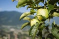 Two apples on tree