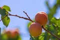 Two apricots on the branch. Summer fruits. Raw healthy food production Royalty Free Stock Photo