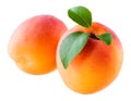 Two apricots isolated on a white background