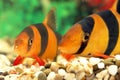 Two aquarian small fishes Botia macracantha