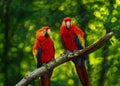 Two friendly ara parrots on brunch with green background Royalty Free Stock Photo