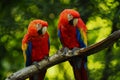 Two ara parrots on brunch with green background Royalty Free Stock Photo