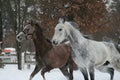 Two Arab horses run in the paddock Royalty Free Stock Photo