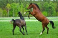 Two Arabian horse