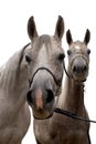 Two arabian horse isolated Royalty Free Stock Photo