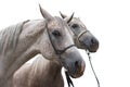 Two arabian horse isolated Royalty Free Stock Photo