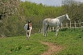 Two Arabian horses in Germany