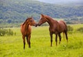 Two Arabian horses Royalty Free Stock Photo