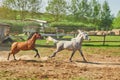 Two Arabian horses running in the paddock Royalty Free Stock Photo