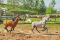 Two Arabian horses running in the paddock Royalty Free Stock Photo