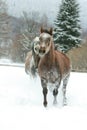 Two arabian horses running together in the snow Royalty Free Stock Photo