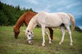 Two Arabian horses - white and brown behind - grazing on summer meadow, blurred coniferous forest background Royalty Free Stock Photo