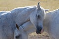 Two arabian horses