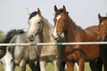 Two arabian youngster looking over corral gate at summertime Royalty Free Stock Photo