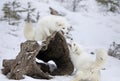 Some Arctic fox Vulpes lagopus playing with each other in the winter snow in Montana, USA Royalty Free Stock Photo