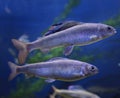 Two Arctic Grayling one with colorful dorsal fin cold freshwater