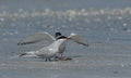 Two Arctic Tern, Sterna paradisaea, displaying to each other, part of courtship behaviour. Royalty Free Stock Photo