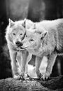 Two arctic wolves touching their snouts. Royalty Free Stock Photo