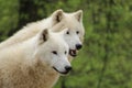 Two arctic wolves watching around Royalty Free Stock Photo