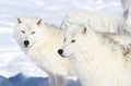 Two arctics wolves Royalty Free Stock Photo