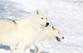 White wolves Royalty Free Stock Photo