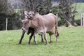 Two arguing milk cows